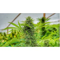 Clementine Slush Feminised Seeds Clementine Slush Feminised Seeds