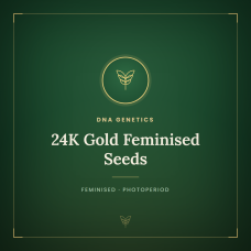 24K Gold Feminised Seeds 24K Gold Feminised Seeds