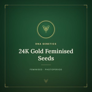 24K Gold Feminised Seeds 24K Gold Feminised Seeds