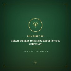 Bakers Delight Feminised Seeds (Sorbet Collection) Bakers Delight Feminised Seeds (Sorbet Collection)