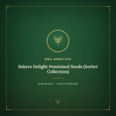 Bakers Delight Feminised Seeds (Sorbet Collection) Bakers Delight Feminised Seeds (Sorbet Collection)