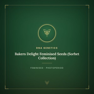 Bakers Delight Feminised Seeds (Sorbet Collection)