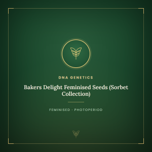 Bakers Delight Feminised Seeds (Sorbet Collection) Bakers Delight Feminised Seeds (Sorbet Collection)