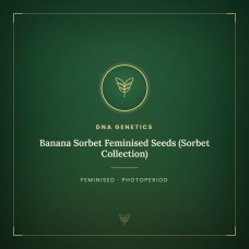 Banana Sorbet Feminised Seeds (Sorbet Collection) Banana Sorbet Feminised Seeds (Sorbet Collection)