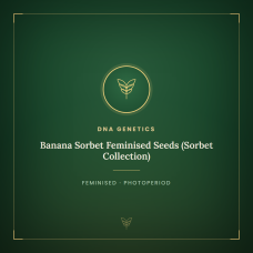 Banana Sorbet Feminised Seeds (Sorbet Collection) Banana Sorbet Feminised Seeds (Sorbet Collection)