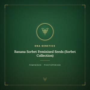 Banana Sorbet Feminised Seeds (Sorbet Collection)
