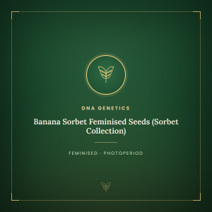 Banana Sorbet Feminised Seeds (Sorbet Collection) Banana Sorbet Feminised Seeds (Sorbet Collection)