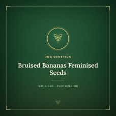 Bruised Bananas Feminised Seeds Bruised Bananas Feminised Seeds