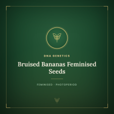 Bruised Bananas Feminised Seeds Bruised Bananas Feminised Seeds
