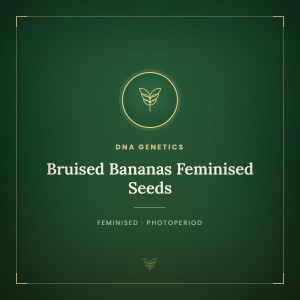 Bruised Bananas Feminised Seeds