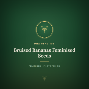 Bruised Bananas Feminised Seeds Bruised Bananas Feminised Seeds