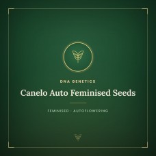 Canelo Auto Feminised Seeds Canelo Auto Feminised Seeds