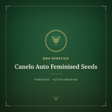 Canelo Auto Feminised Seeds Canelo Auto Feminised Seeds