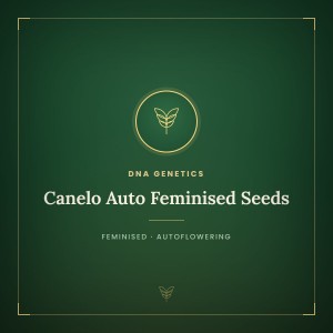 Canelo Auto Feminised Seeds