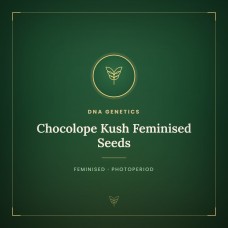 Chocolope Kush Feminised Seeds Chocolope Kush Feminised Seeds