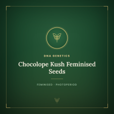 Chocolope Kush Feminised Seeds Chocolope Kush Feminised Seeds