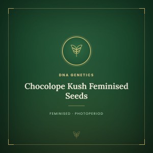 Chocolope Kush Feminised Seeds Chocolope Kush Feminised Seeds