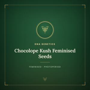 Chocolope Kush Feminised Seeds Chocolope Kush Feminised Seeds