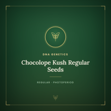 Chocolope Kush Regular Seeds Chocolope Kush Regular Seeds