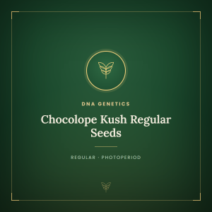 Chocolope Kush Regular Seeds Chocolope Kush Regular Seeds