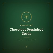 Chocolope Feminised Seeds
