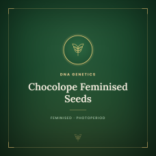 Chocolope Feminised Seeds Chocolope Feminised Seeds