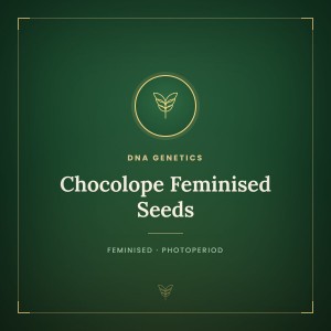 Chocolope Feminised Seeds Chocolope Feminised Seeds