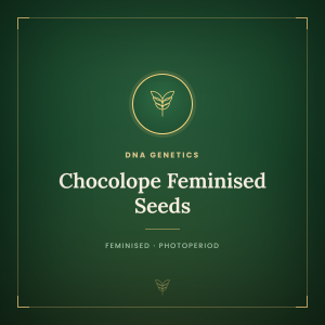 Chocolope Feminised Seeds Chocolope Feminised Seeds