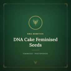 DNA Cake Feminised Seeds DNA Cake Feminised Seeds