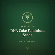 DNA Cake Feminised Seeds DNA Cake Feminised Seeds