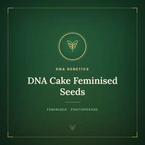 DNA Cake Feminised Seeds DNA Cake Feminised Seeds