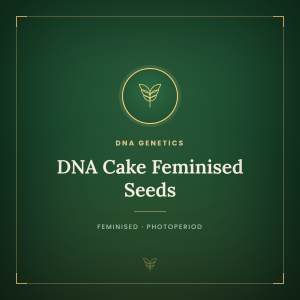 DNA Cake Feminised Seeds DNA Cake Feminised Seeds