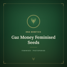 Gaz Money Feminised Seeds Gaz Money Feminised Seeds