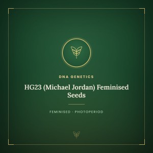 HG23 (Michael Jordan) Feminised Seeds