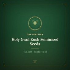 Holy Grail Kush Feminised Seeds Holy Grail Kush Feminised Seeds