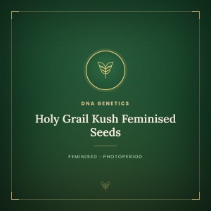 Holy Grail Kush Feminised Seeds