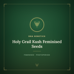 Holy Grail Kush Feminised Seeds Holy Grail Kush Feminised Seeds
