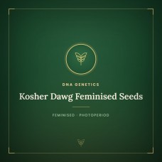 Kosher Dawg Feminised Seeds
