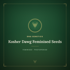 Kosher Dawg Feminised Seeds Kosher Dawg Feminised Seeds
