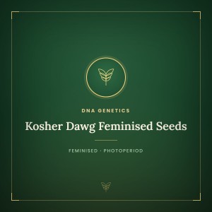 Kosher Dawg Feminised Seeds