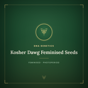 Kosher Dawg Feminised Seeds Kosher Dawg Feminised Seeds