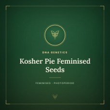 Kosher Pie Feminised Seeds