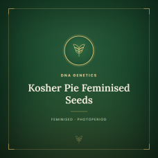 Kosher Pie Feminised Seeds Kosher Pie Feminised Seeds