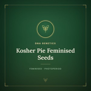 Kosher Pie Feminised Seeds Kosher Pie Feminised Seeds