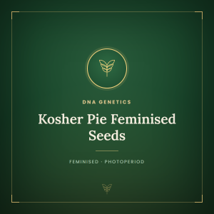 Kosher Pie Feminised Seeds Kosher Pie Feminised Seeds