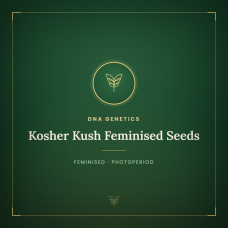 Kosher Kush Feminised Seeds Kosher Kush Feminised Seeds