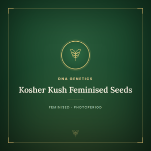 Kosher Kush Feminised Seeds Kosher Kush Feminised Seeds