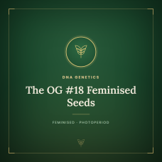 The OG #18 Feminised Seeds The OG #18 Feminised Seeds