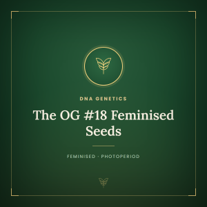 The OG #18 Feminised Seeds The OG #18 Feminised Seeds