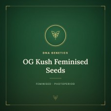 OG Kush Feminised Seeds
